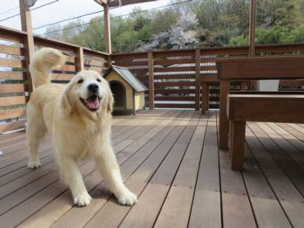 ボクの家にようこそ。ドックラン&ワンちゃんいっしょに過ごすLDKガレージデッキ